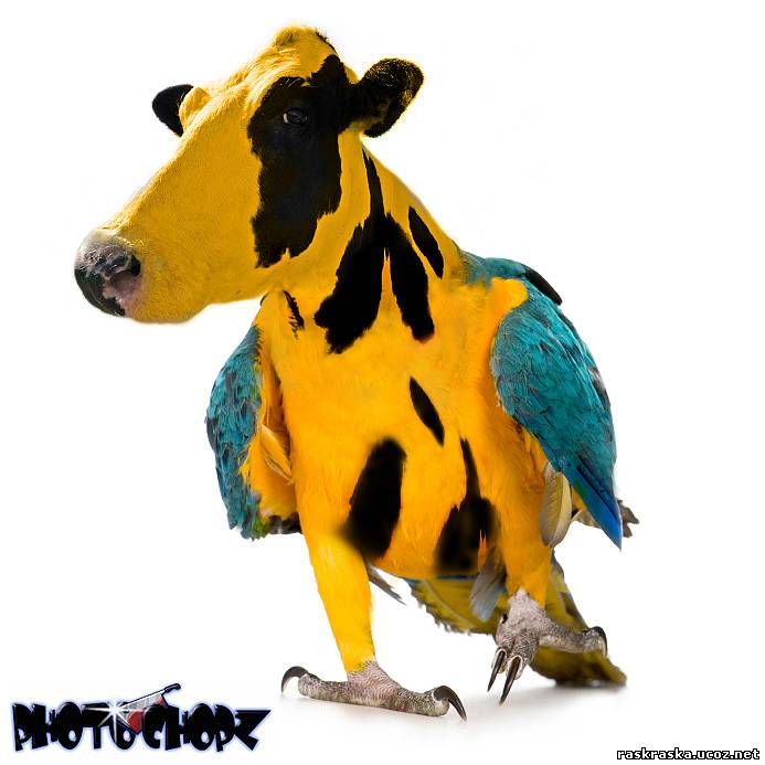 parrot-cow