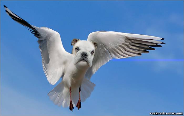 boxgull