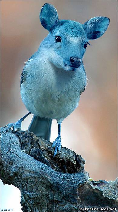 bluebeerd