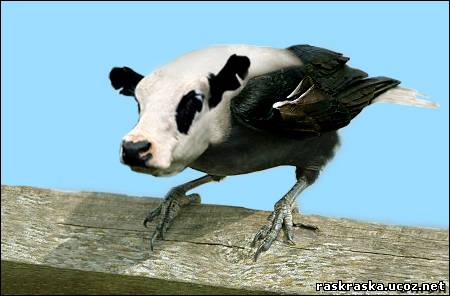 cowtit